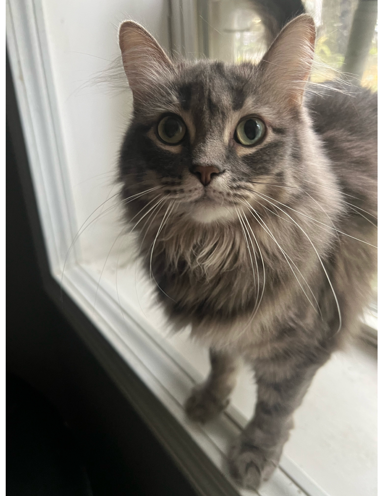 Precious Pets Almost Home Rescue | Cat Adoption in Chicago