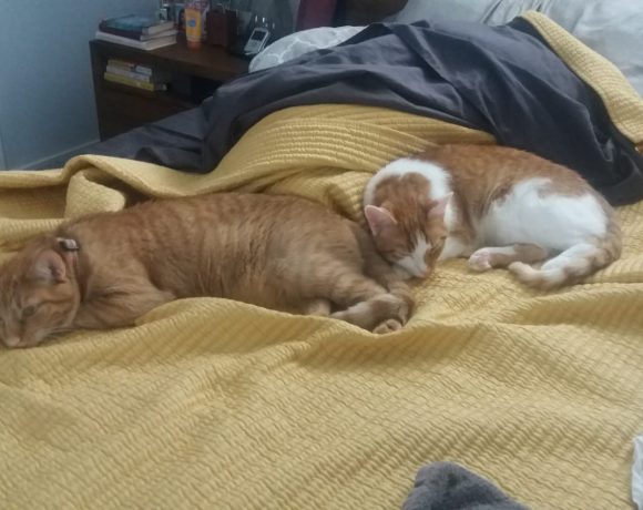 Cinnamon and Peanut’s Rescue Story
