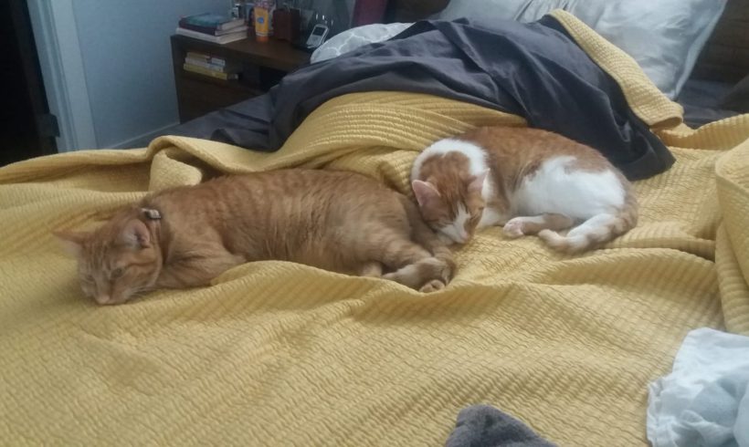 Cinnamon and Peanut’s Rescue Story
