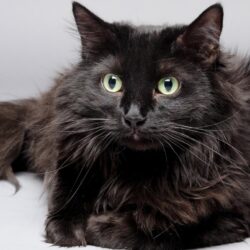 Arnika Jusko Black Cat Rescue Fund