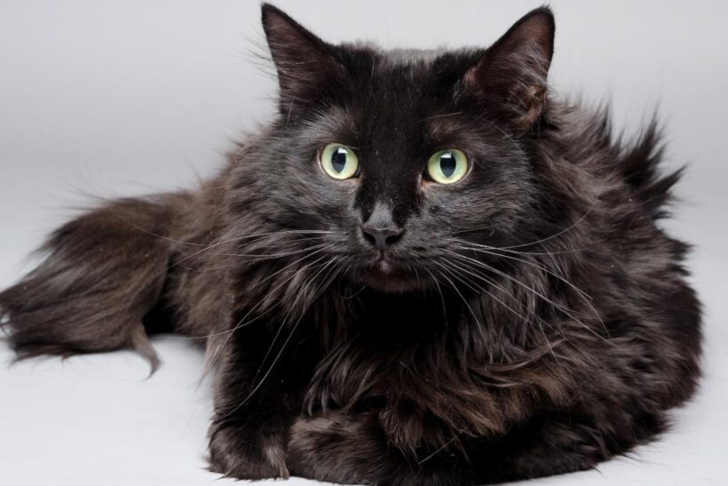 Arnika Jusko Black Cat Rescue Fund