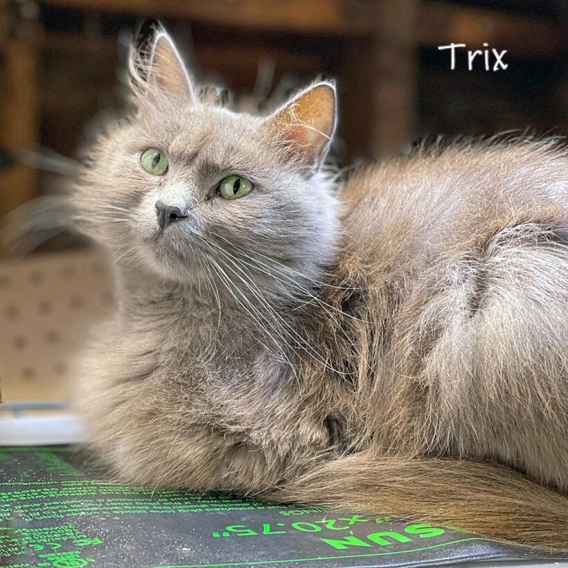 Trix