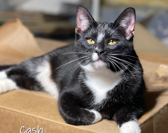 Cash
