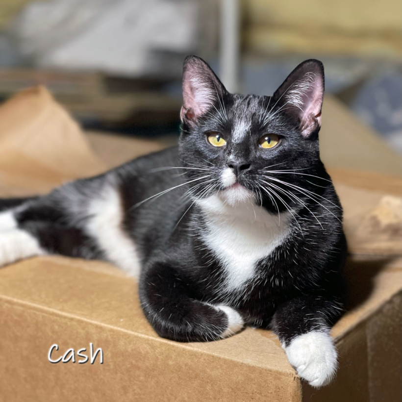 Cash