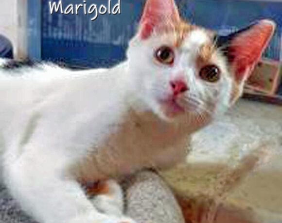 Marigold