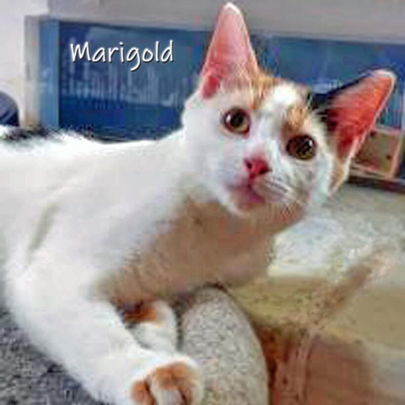 Marigold