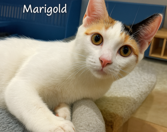 Marigold