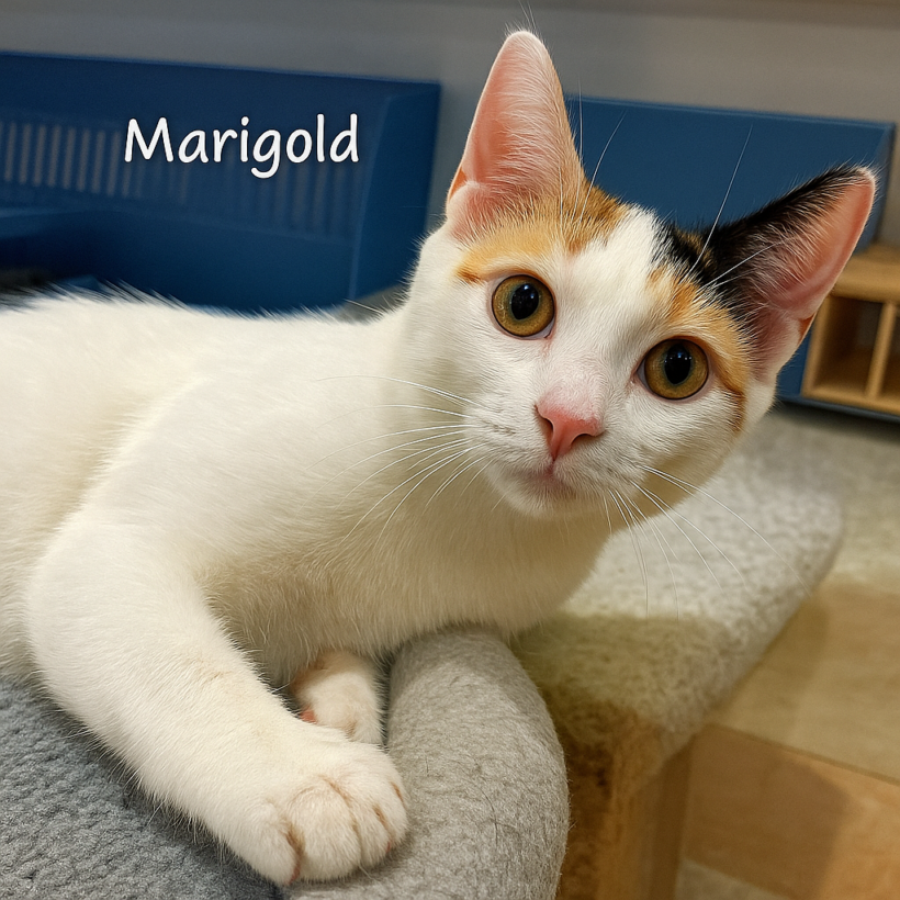 Marigold