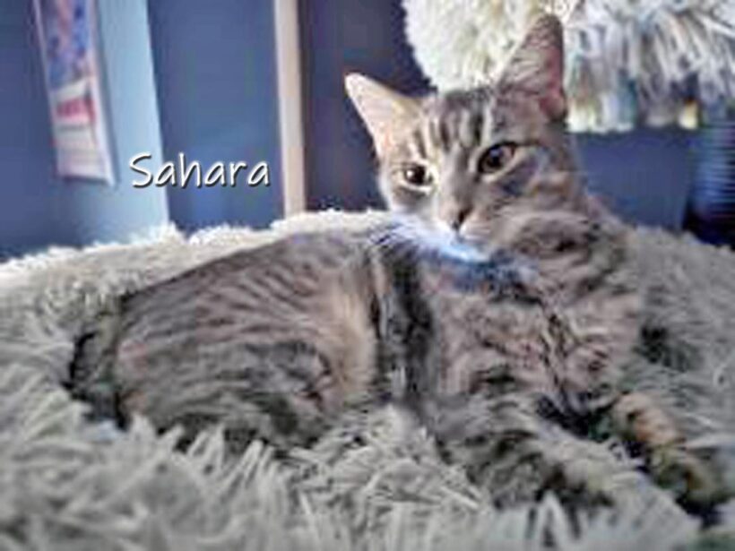 Sahara