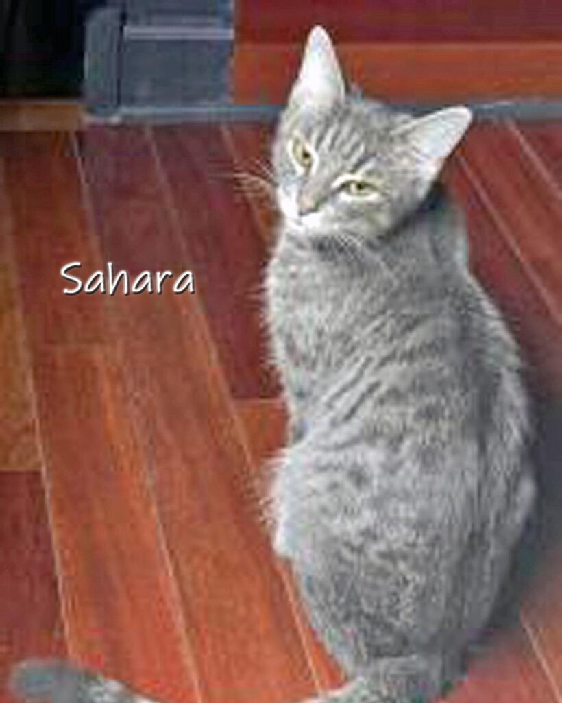 Sahara