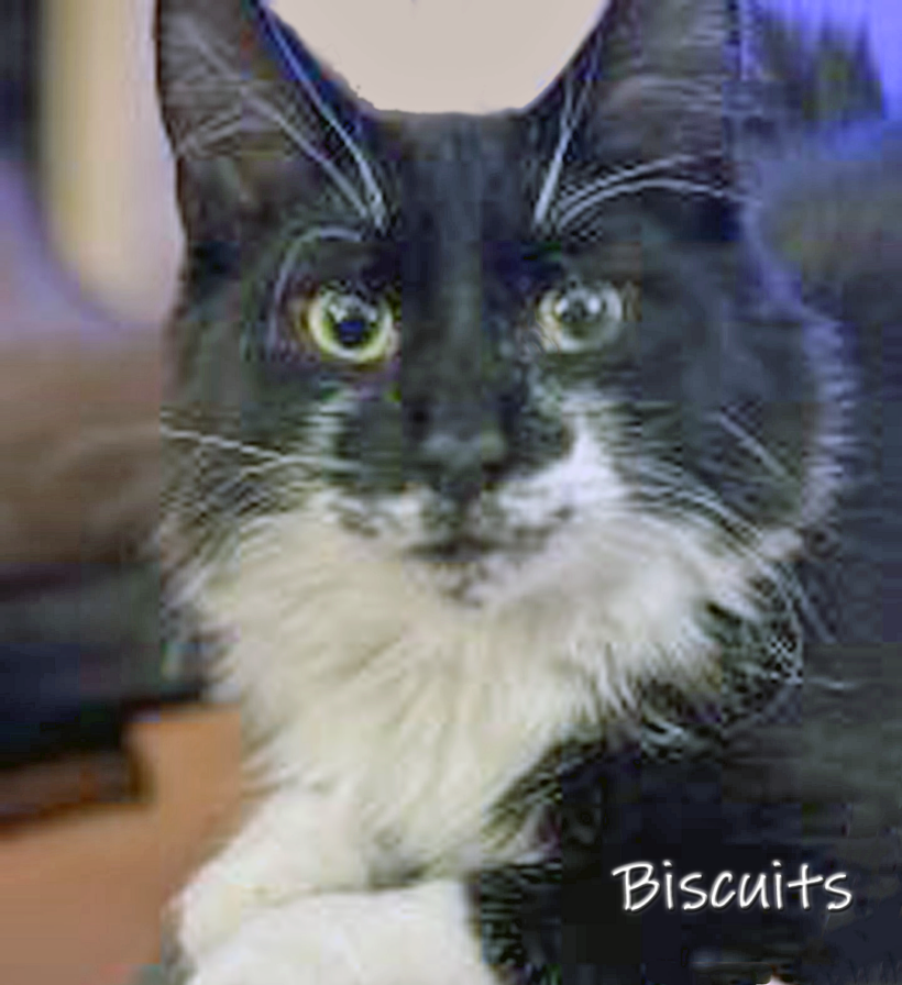 Biscuits