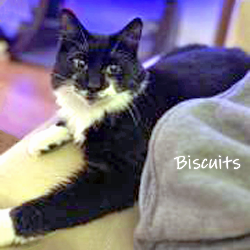 Biscuits