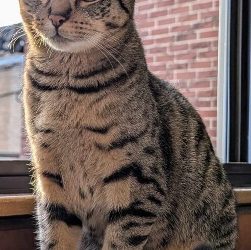 Zeus