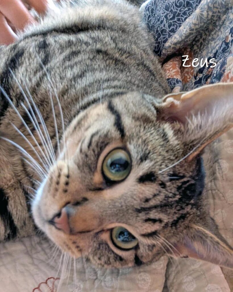 Zeus
