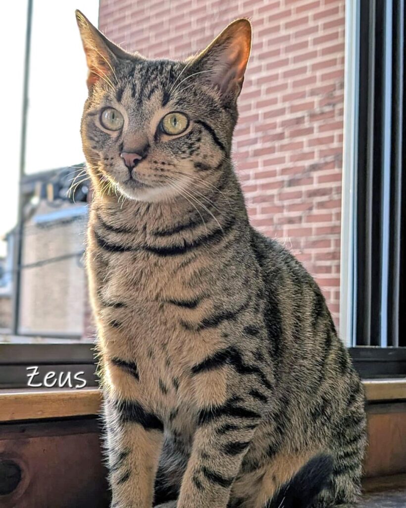 Zeus
