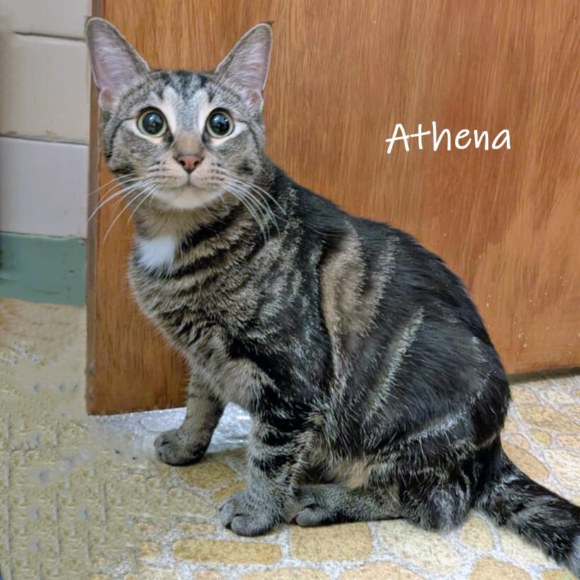 Athena