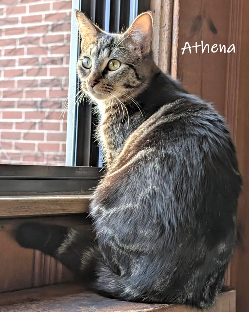 Athena
