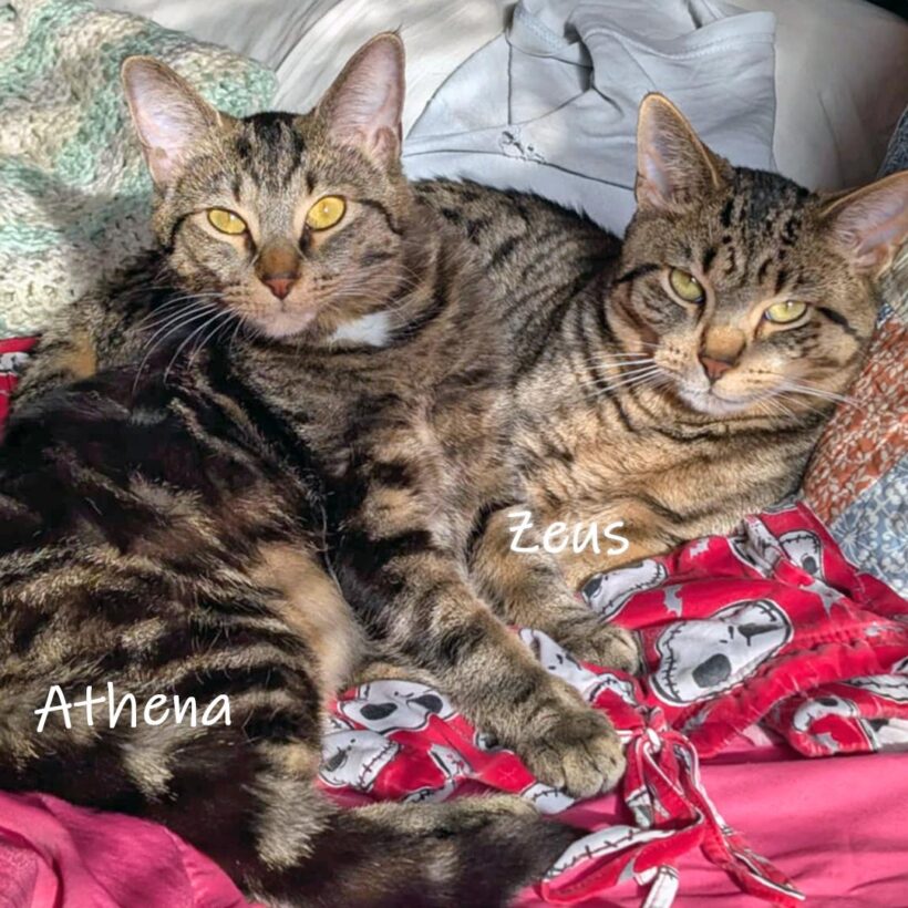 Athena