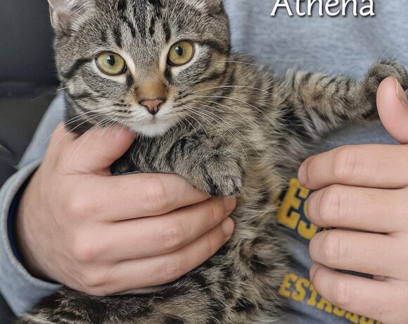 Athena