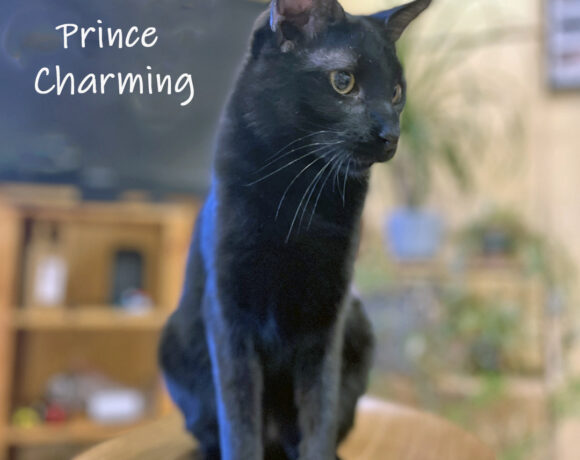 Prince Charming