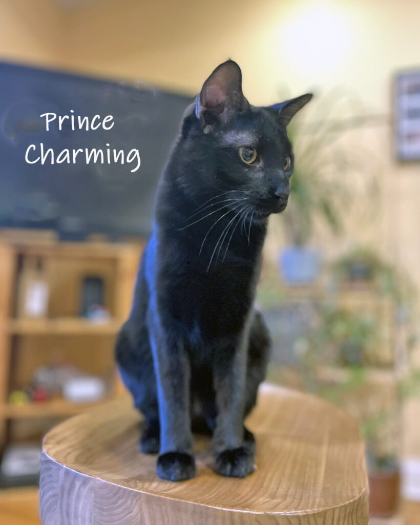 Prince Charming