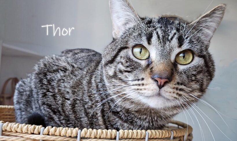 Thor