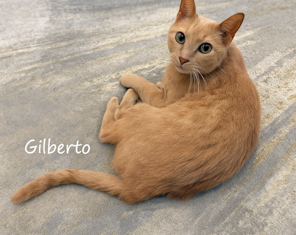 Gilberto