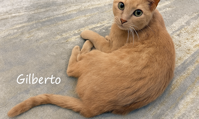 Gilberto