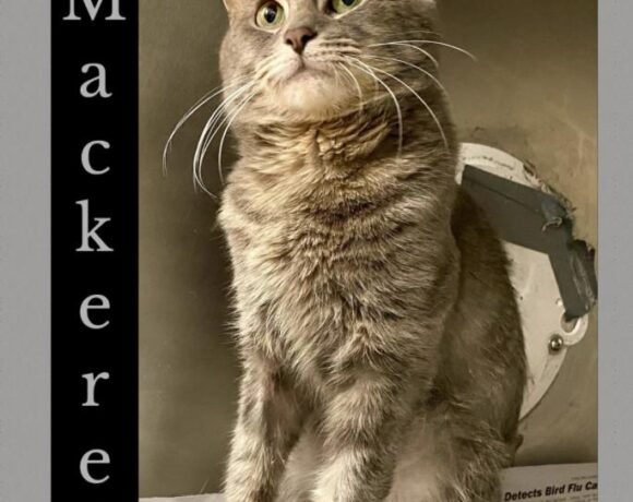 Mackerel