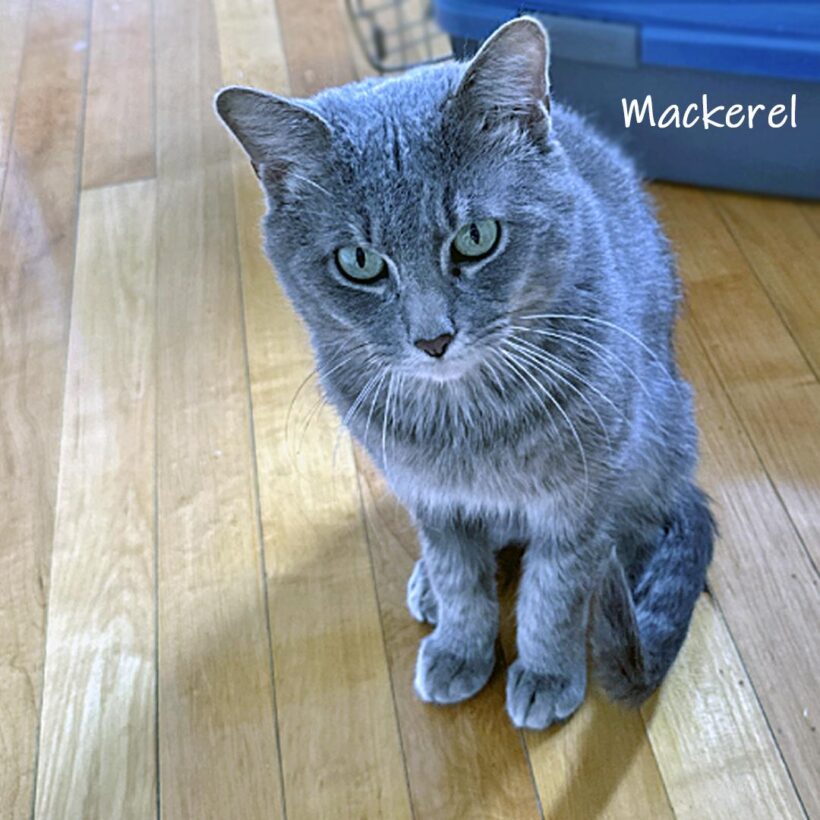 Mackerel