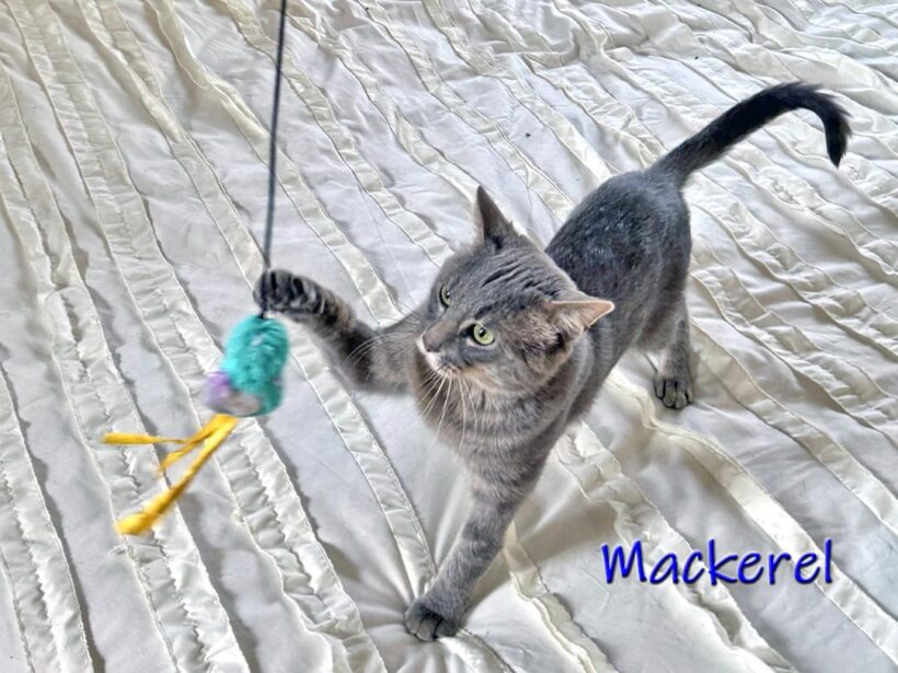 Mackerel