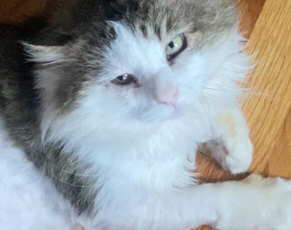 Mr. Fluffernutter