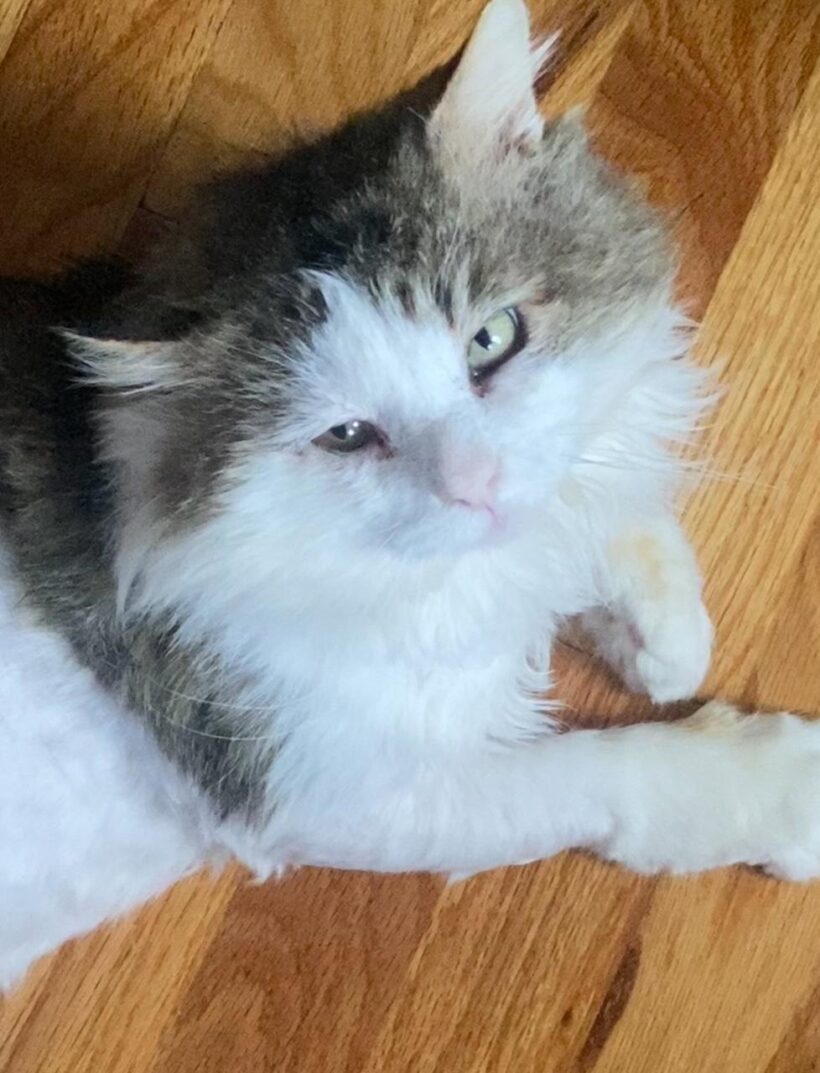 Mr. Fluffernutter