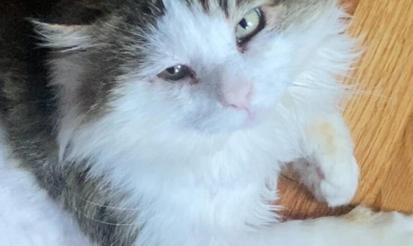 Mr. Fluffernutter