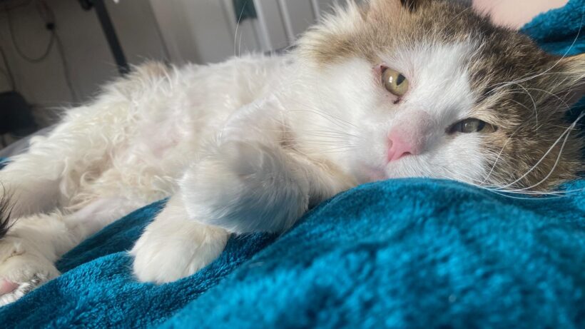 Mr. Fluffernutter