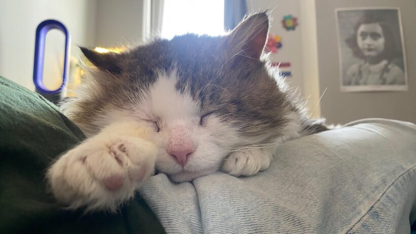 Mr. Fluffernutter