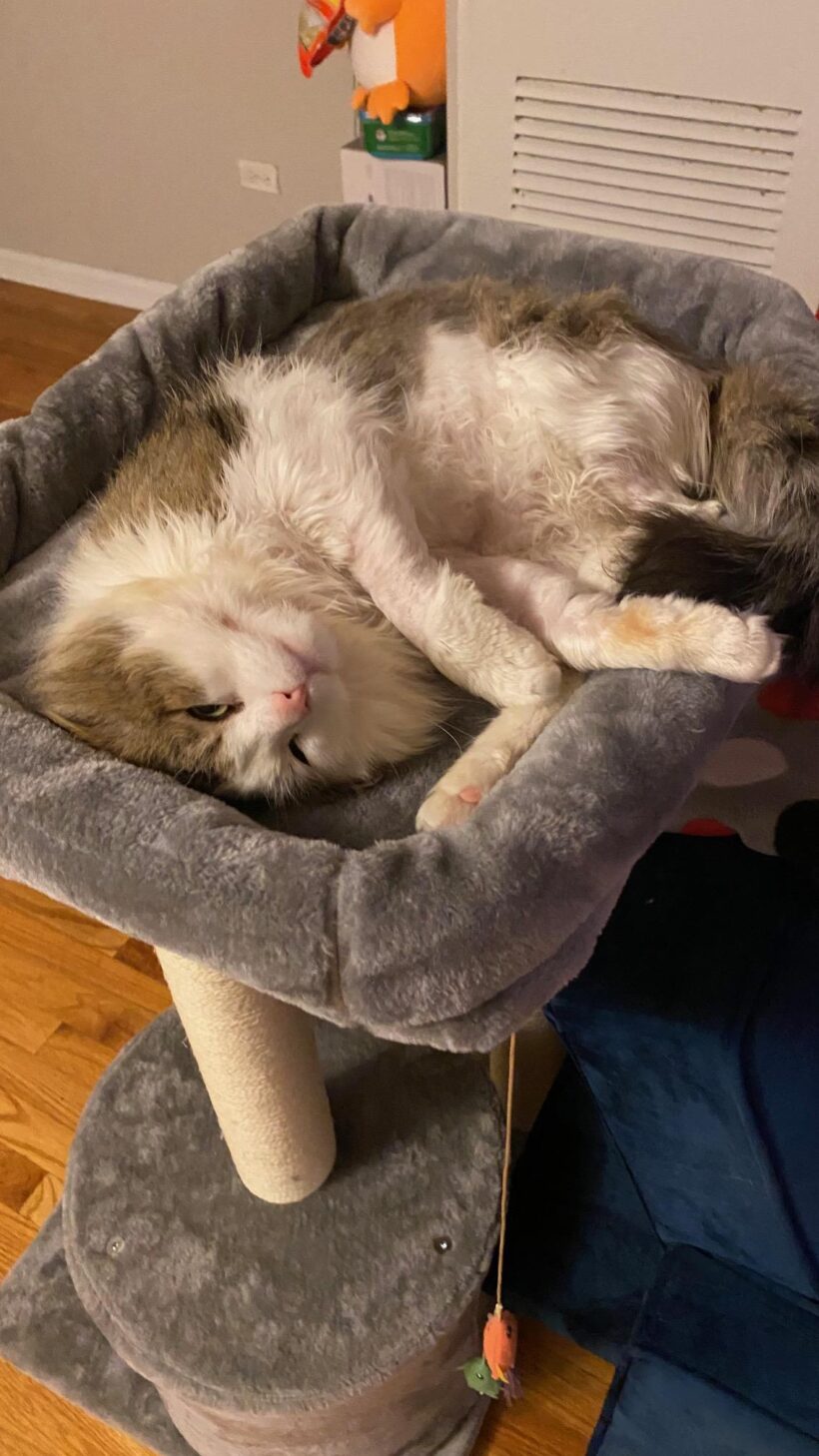 Mr. Fluffernutter