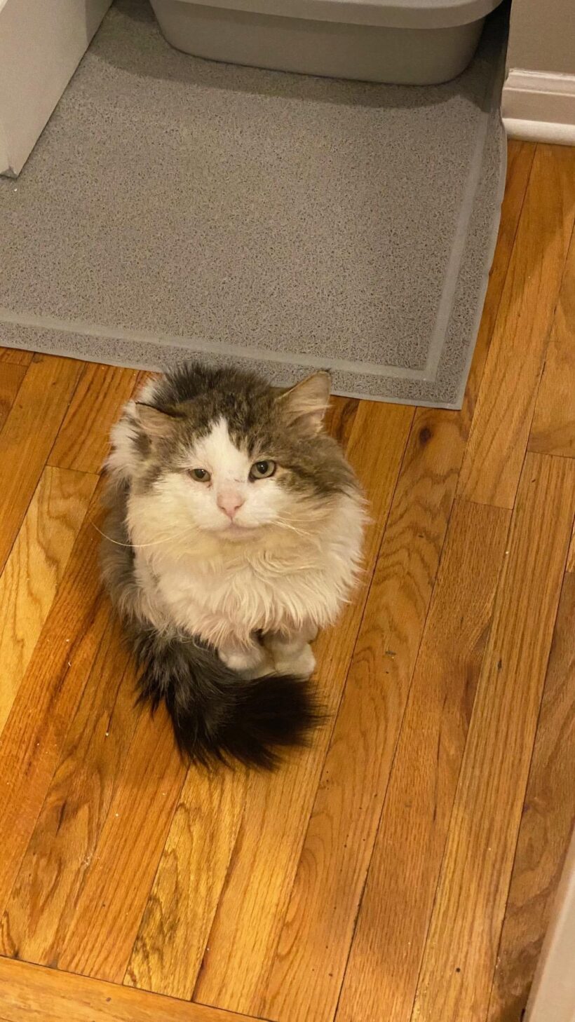 Mr. Fluffernutter