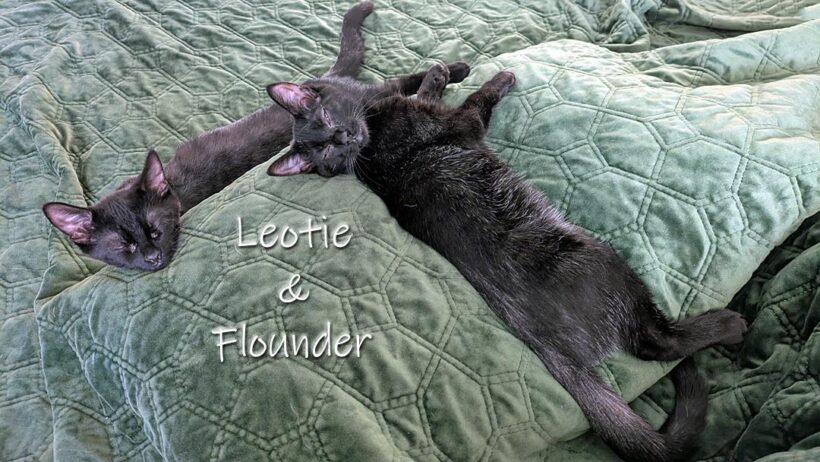 Loetie and Flounder