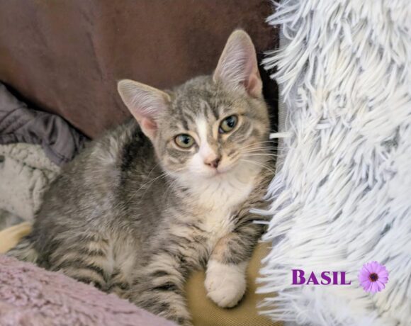 Basil