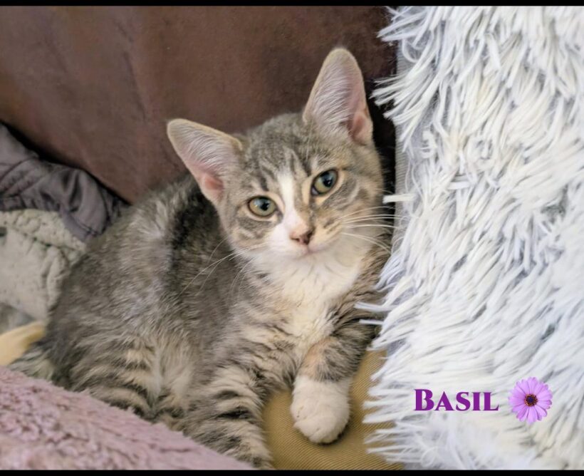 Basil