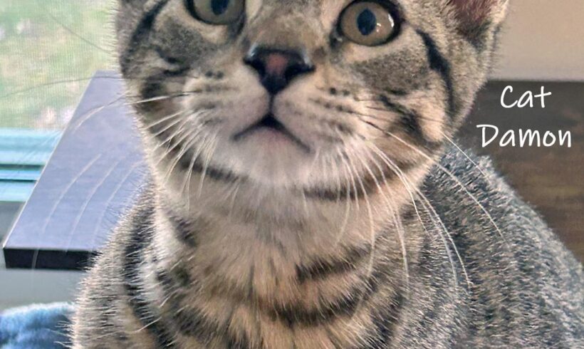 Cat Damon