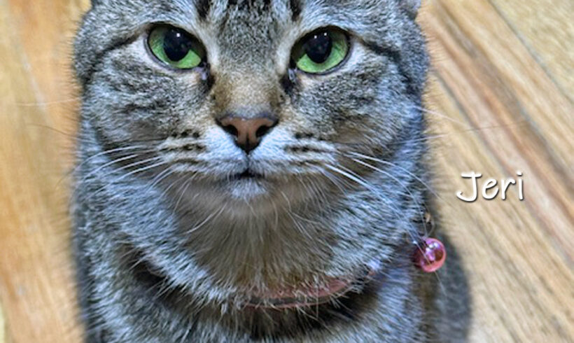 Jeri