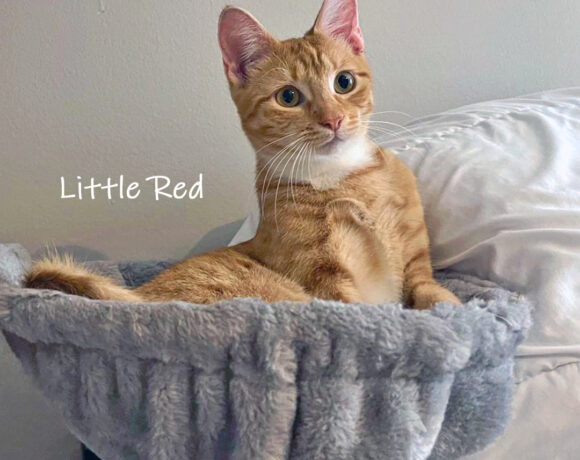 Little Red
