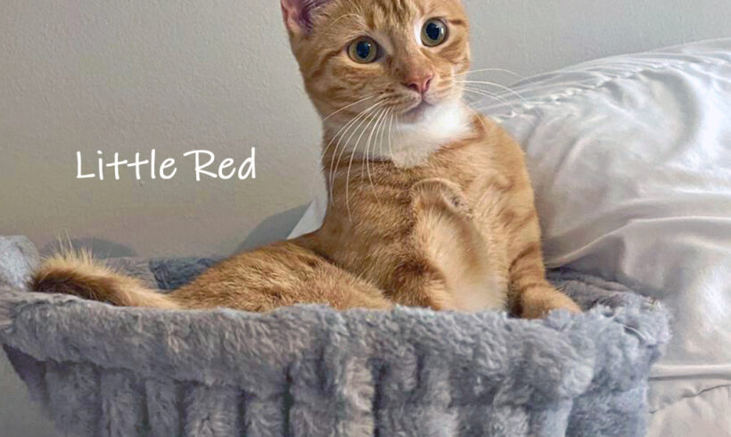 Little Red