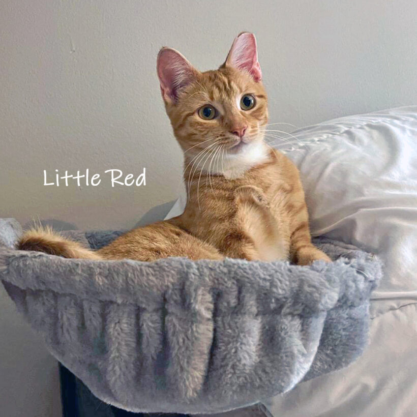 Little Red